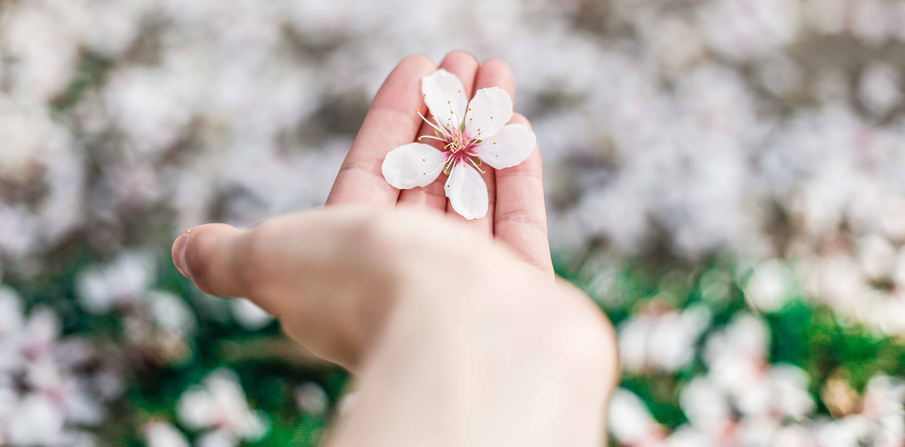 お花と掌